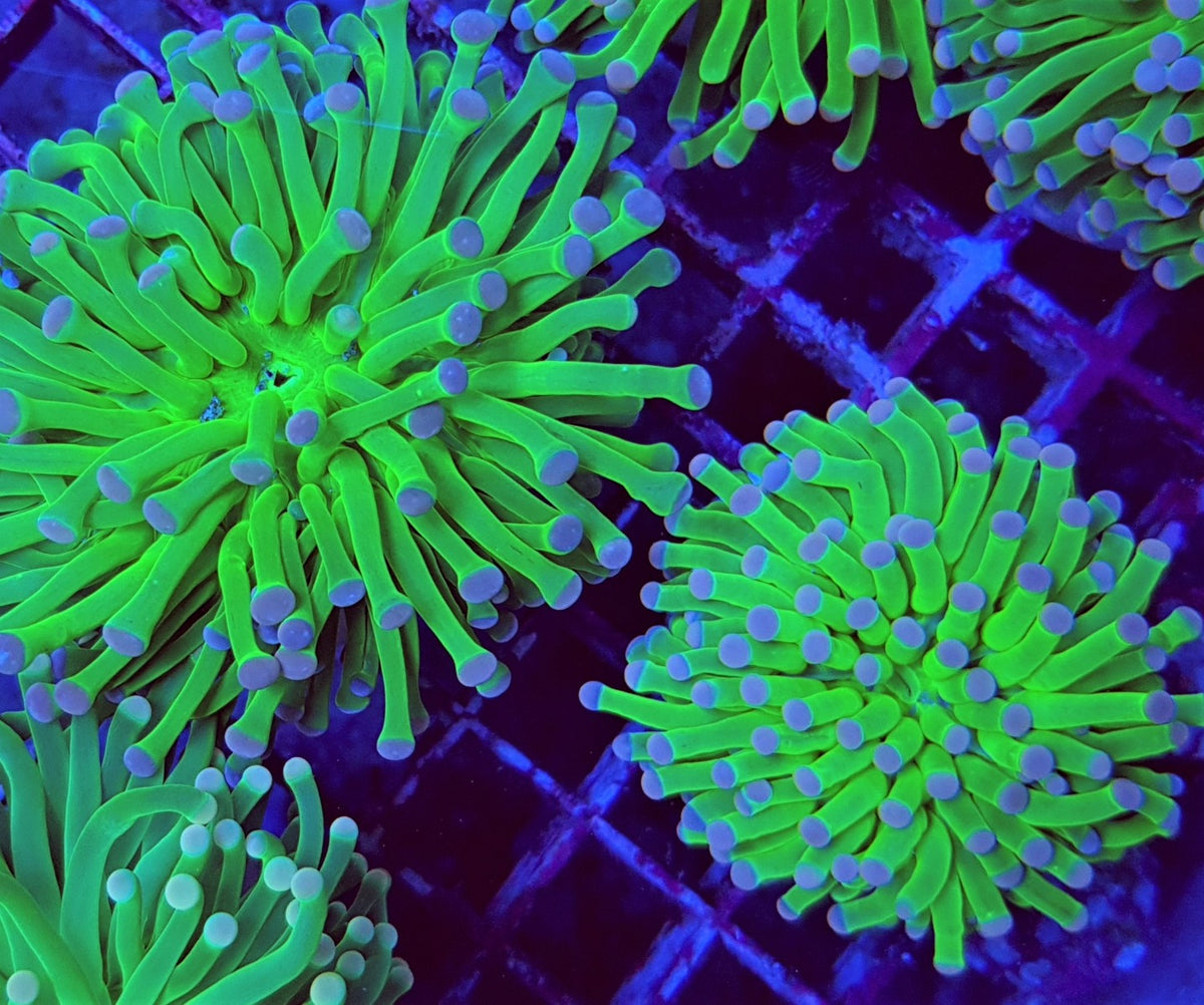 Euphyllia cristata (Super Ultra)