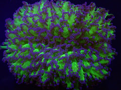 Euphyllia divisa (Abrolhos Islands) (Two Tone)