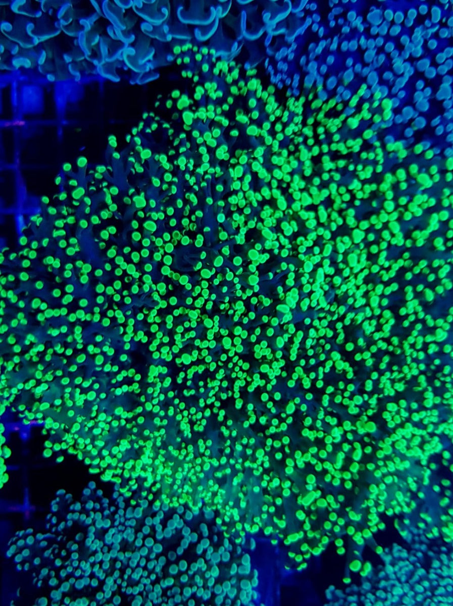 Euphyllia divisa (Green) (Premium)