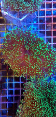 Euphyllia divisa (Green) (Premium)