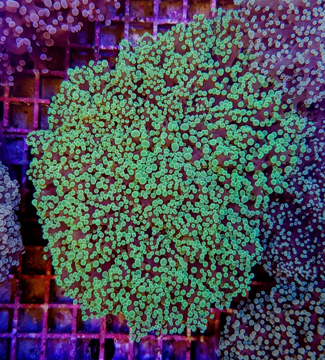 Euphyllia divisa (Green) (Premium)