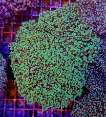 Euphyllia divisa (Green) (Premium)