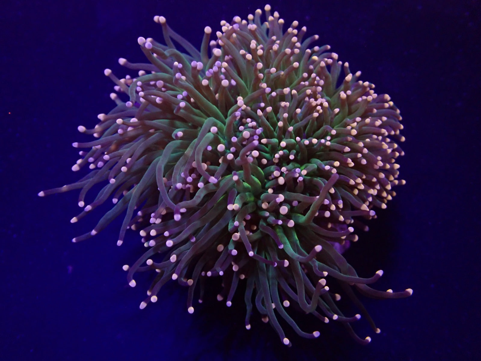 Euphyllia glabrescens (Premium)