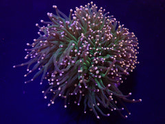Euphyllia glabrescens (Premium)