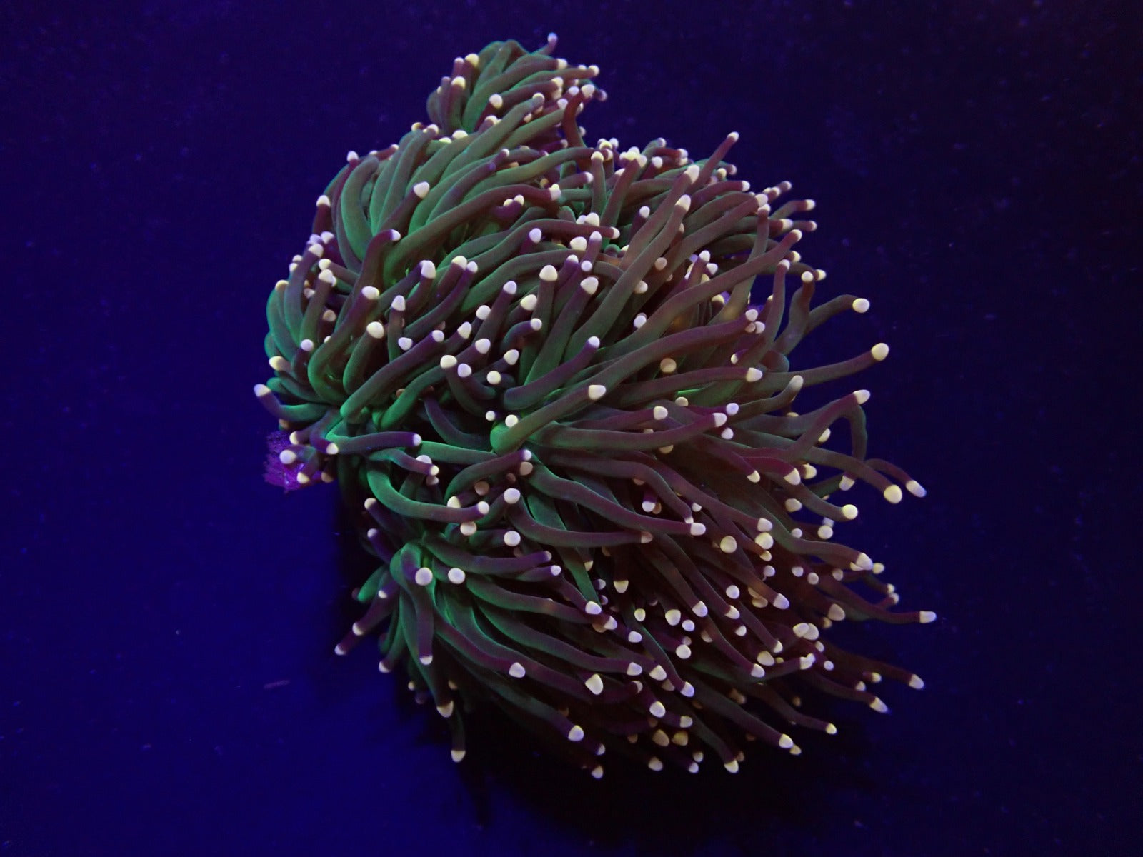 Euphyllia glabrescens (Premium)