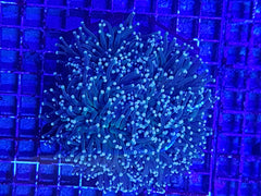 Euphyllia glabrescens (Common) (p/h)