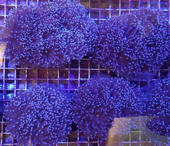 Euphyllia glabrescens (Common) (p/h)