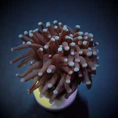 Euphyllia glabrescens (Common) (p/h)