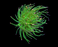 Euphyllia glabrescens (Cotton Candy) (p/h)