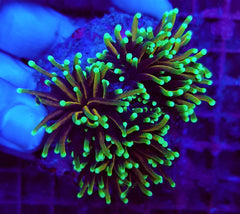 Euphyllia glabrescens (Dragon Soul) (2 hds.) nf.