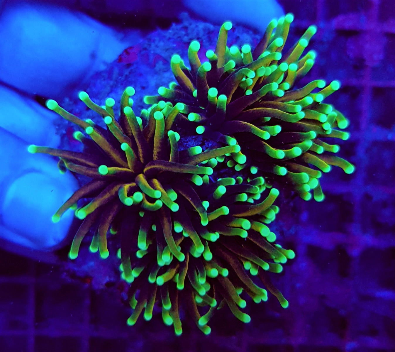 Euphyllia glabrescens (Dragon Soul) (4 hds.) nf.