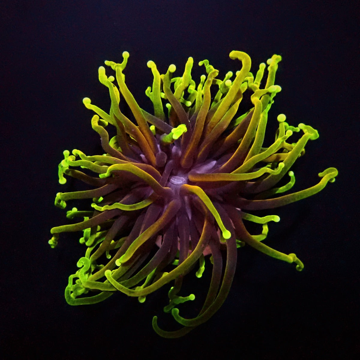 Euphyllia glabrescens (Dragon Soul) (3 hds.) nf.