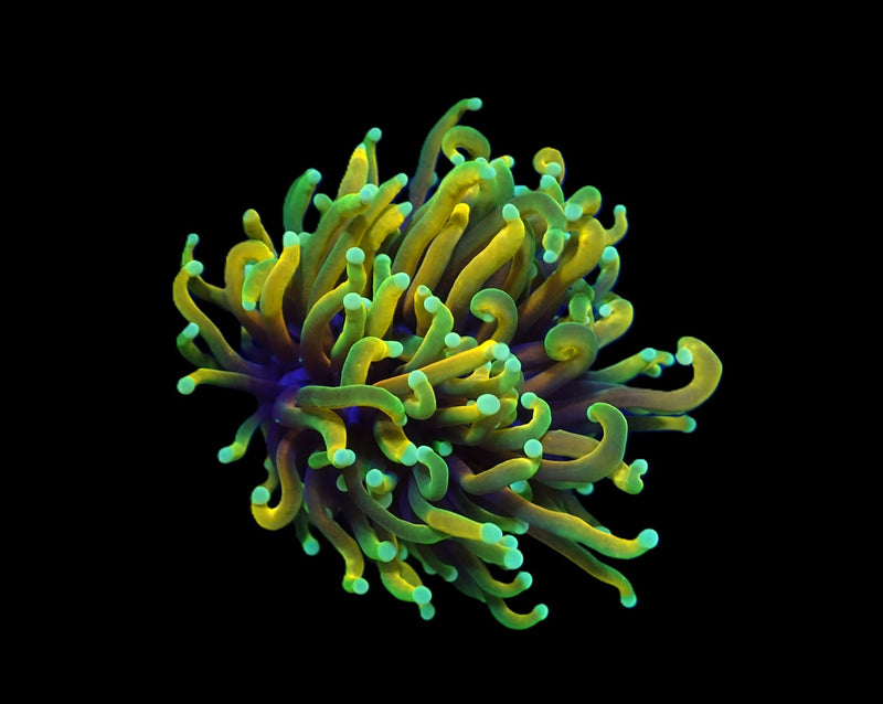 Euphyllia glabrescens (Dragon Soul) (p/h)