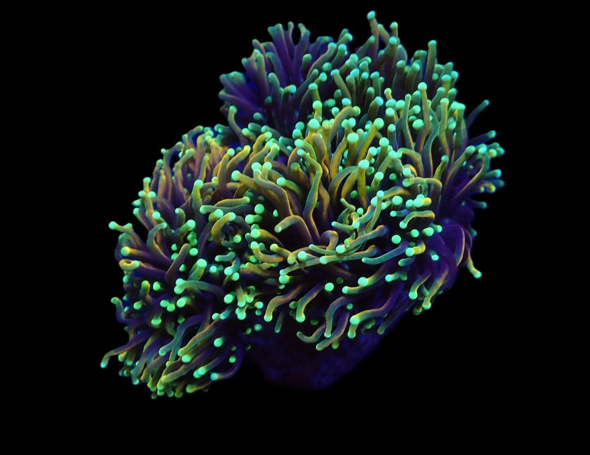 Euphyllia glabrescens (Dragon Soul) (p/h)