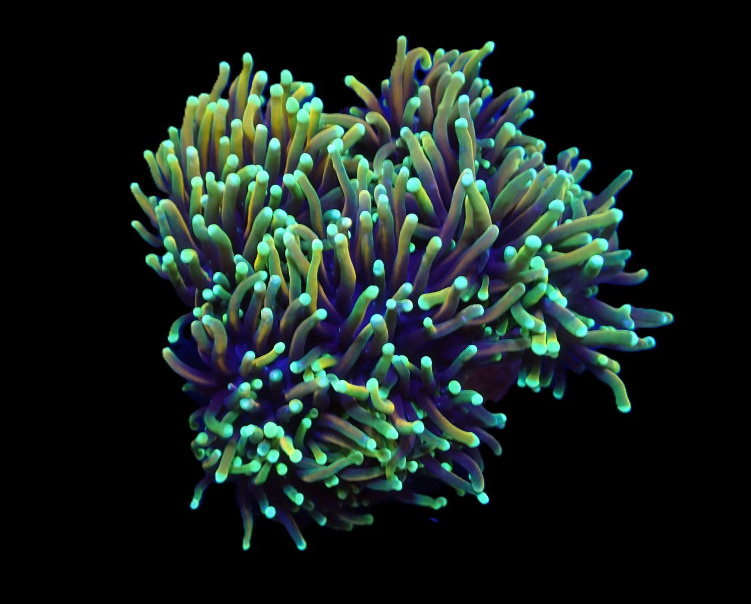 Euphyllia glabrescens (Dragon Soul) (p/h)