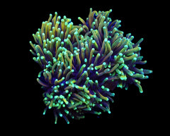 Euphyllia glabrescens (Dragon Soul) (p/h)