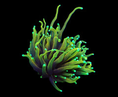 Euphyllia glabrescens (Dragon Soul) (S) pb 261