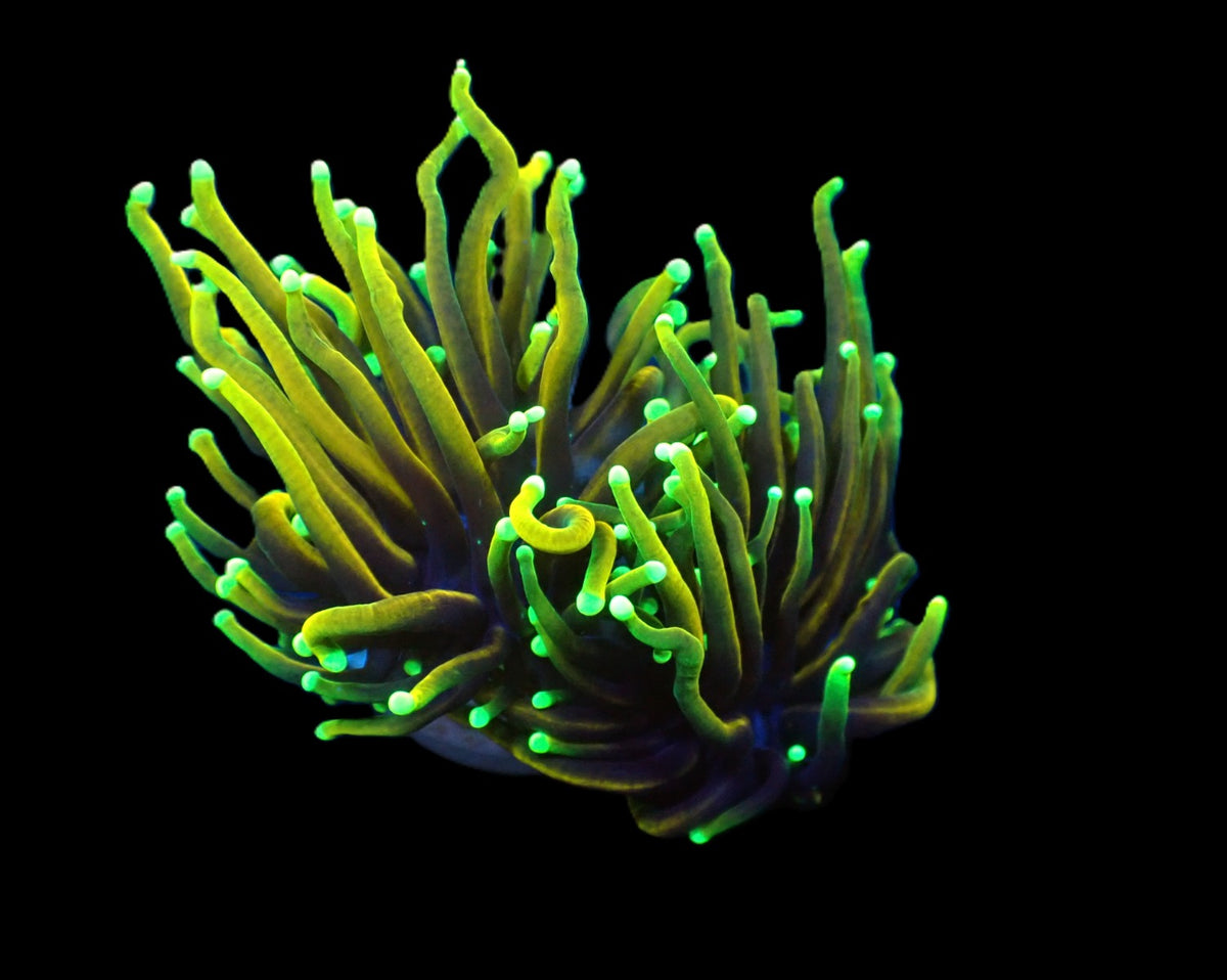 Euphyllia glabrescens (Dragon Soul) (S) pb 388