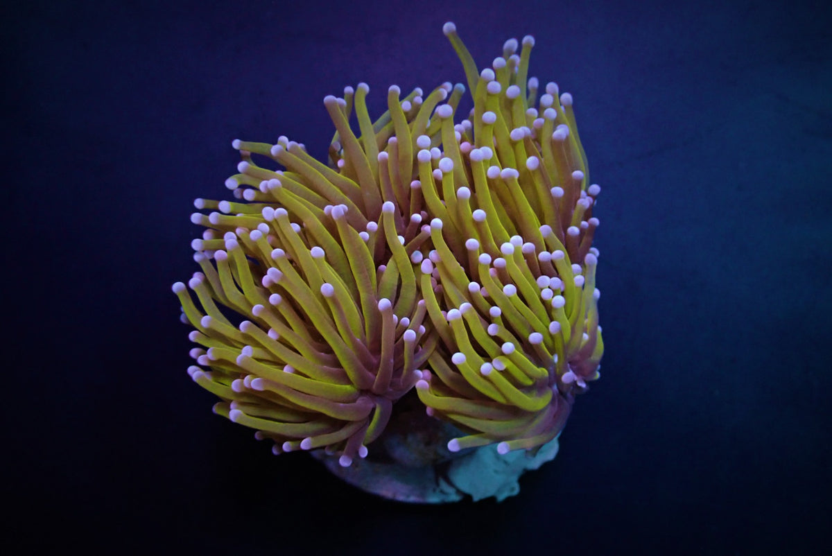 Euphyllia glabrescens (Gold Torch) (2 hds.) f.