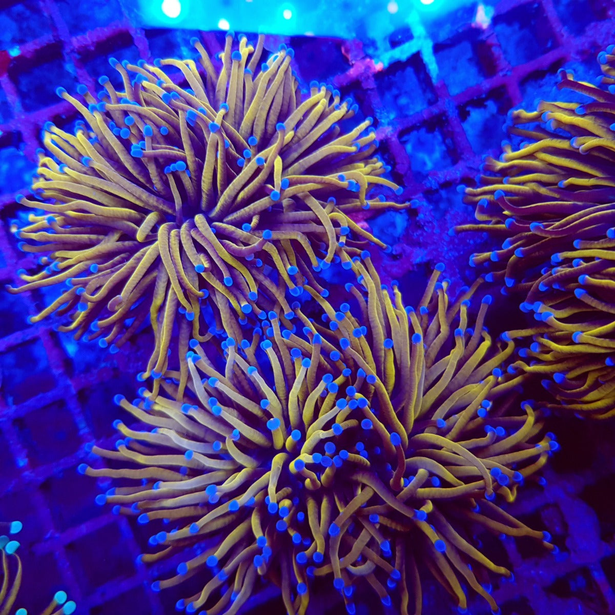 Euphyllia glabrescens (Gold Torch) (1 hd.)
