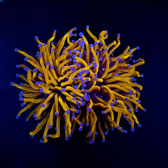 Euphyllia glabrescens (Gold Torch) (Grade A)