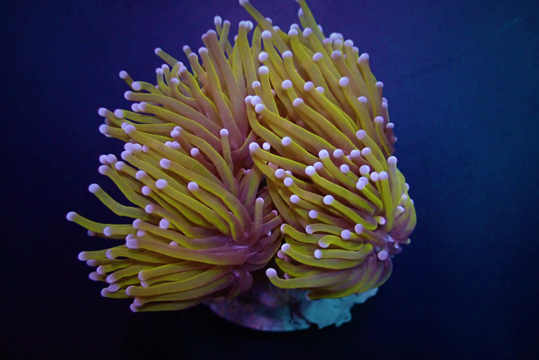 Euphyllia glabrescens (Gold Torch) (Grade A)