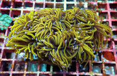 Euphyllia glabrescens (Gold torch) (Grade A) (p/h)