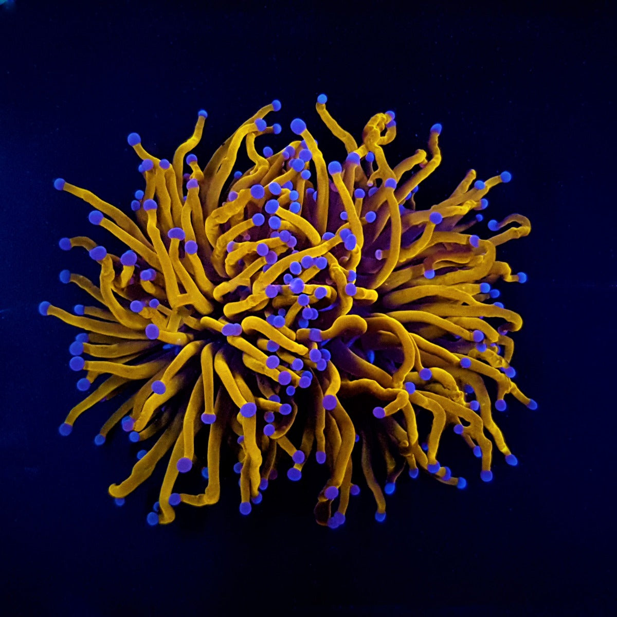 Euphyllia glabrescens (Gold Torch) (3 hds.) nf.