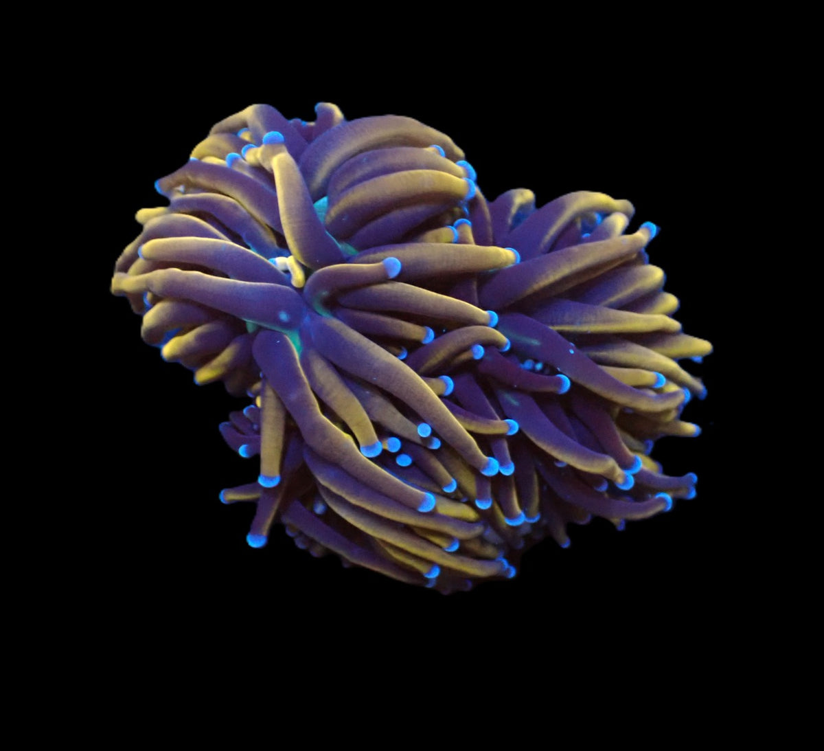 Euphyllia glabrescens (Gold Torch) (Grade A) (S) pb 383
