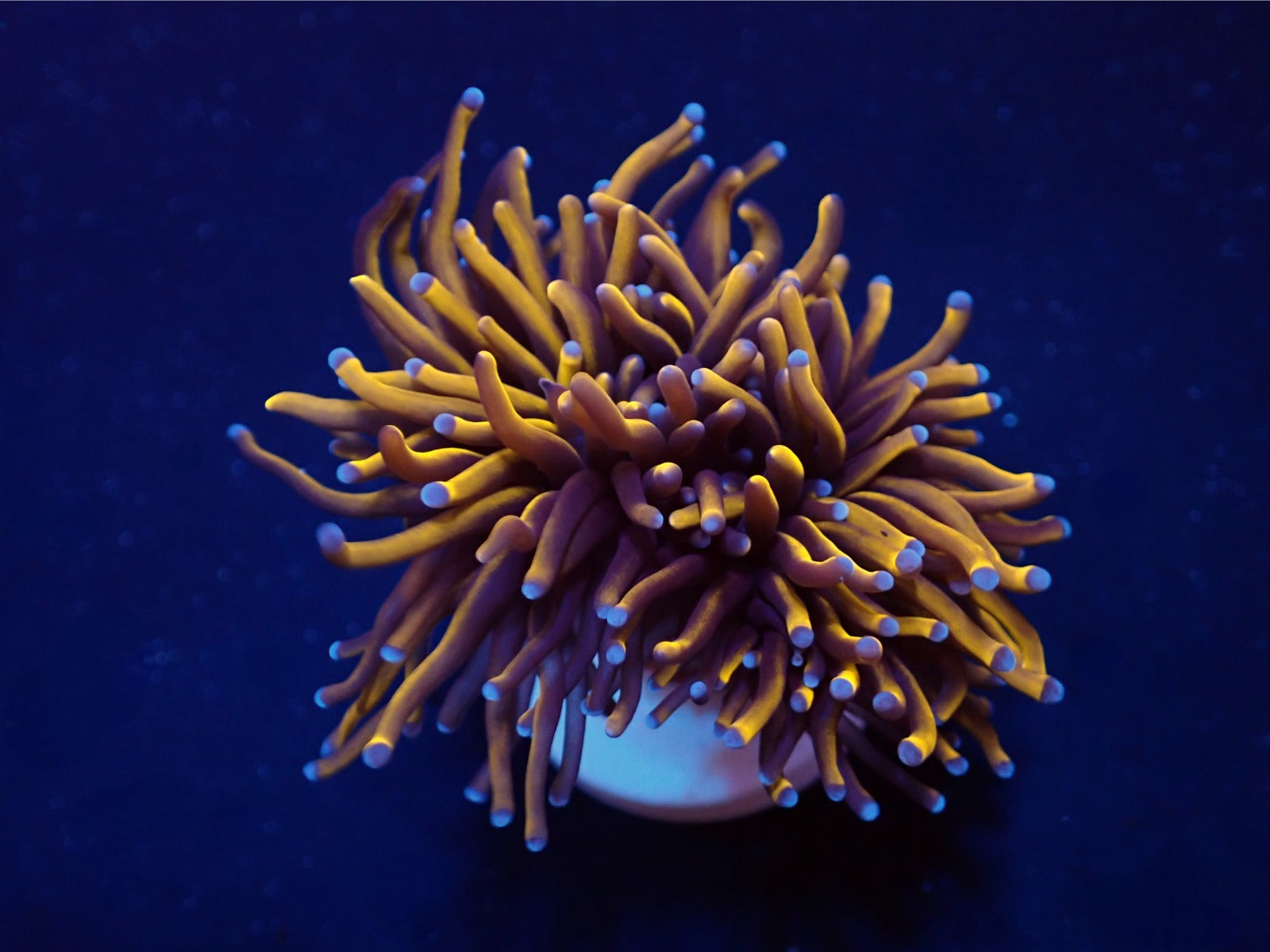 Euphyllia glabrescens (Gold Torch) (Grade A)