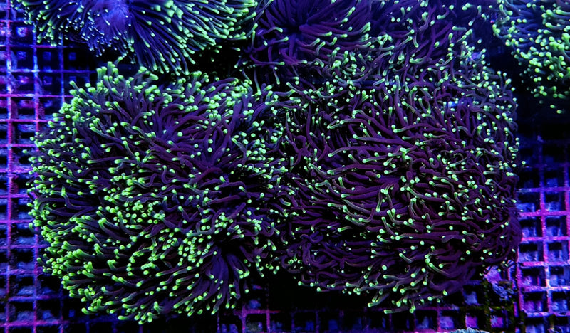 Euphyllia glabrescens (Green) (Premium)