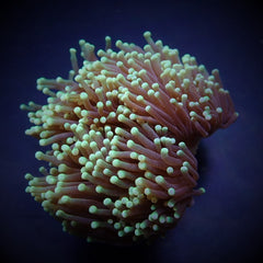 Euphyllia glabrescens (Green) (Premium)