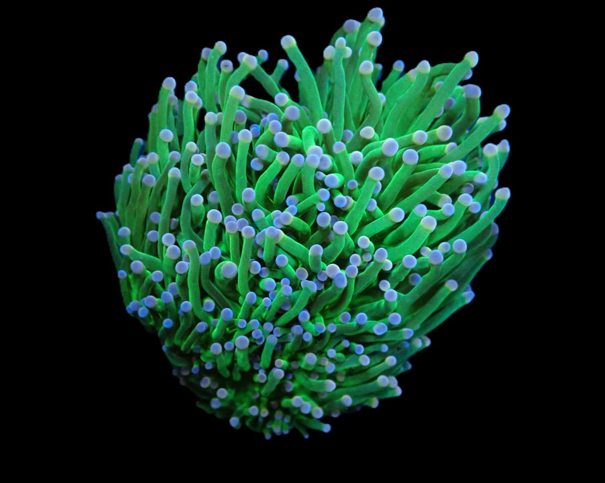 Echinophyllia sp. (Avatar) (DJM frag) o 299