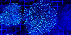 Euphyllia glabrescens (Green) (Premium)