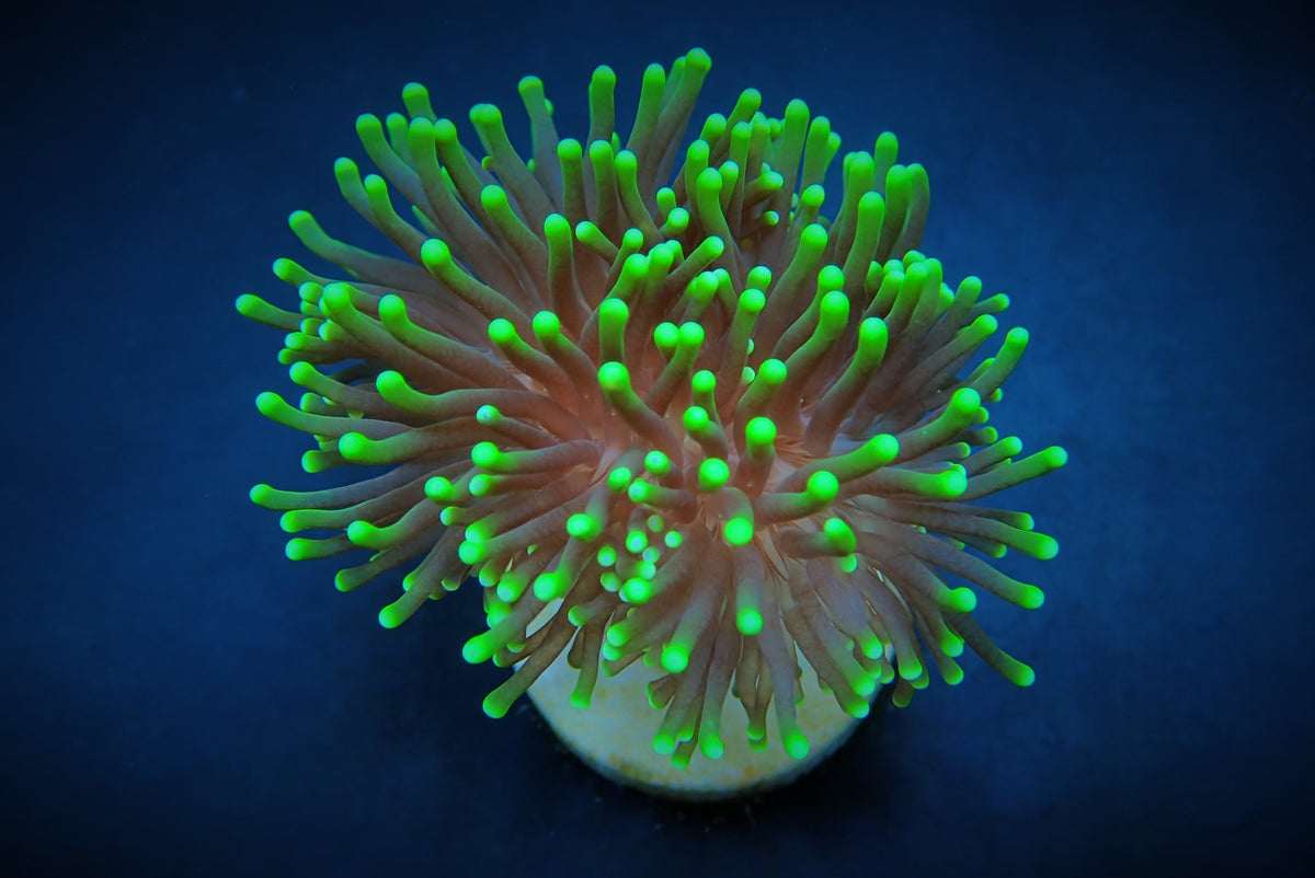Euphyllia glabrescens (Green) (Premium) (p/h)