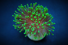 Euphyllia glabrescens (Green) (Premium) (p/h)