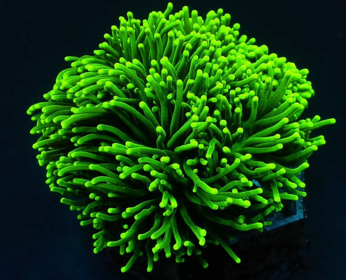 Euphyllia glabrescens (Green) (Ultra)