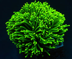 Euphyllia glabrescens (Green) (Ultra)