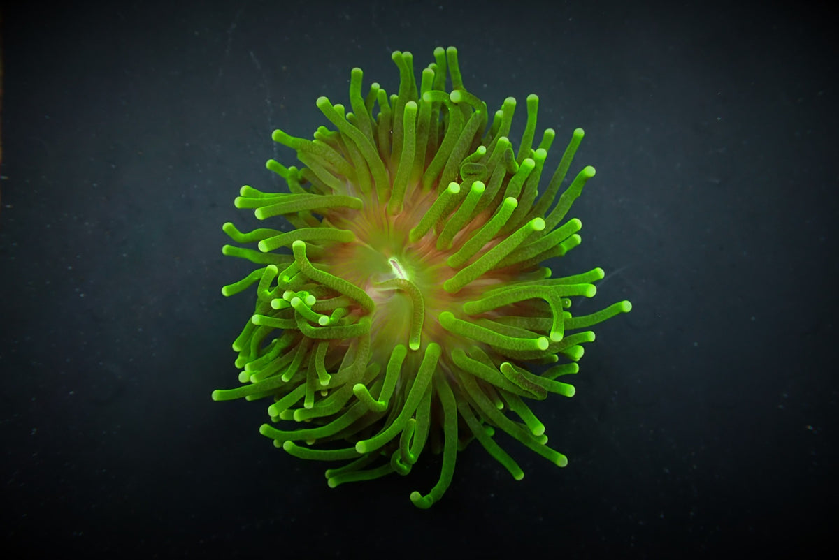 Euphyllia glabrescens (Green) (Ultra) (p/h)