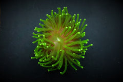 Euphyllia glabrescens (Green) (Ultra) (p/h)