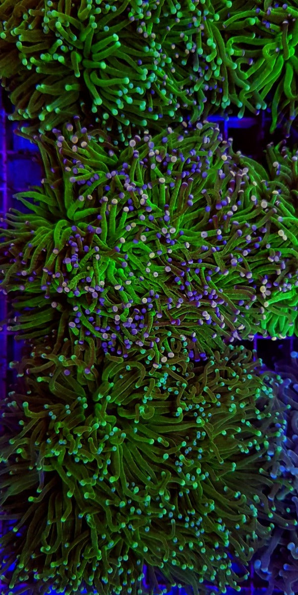Euphyllia glabrescens (Green) (Ultra)
