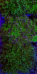Euphyllia glabrescens (Green) (Ultra)