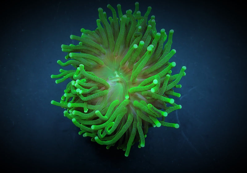 Euphyllia glabrescens (Green) (Ultra) (p/h)