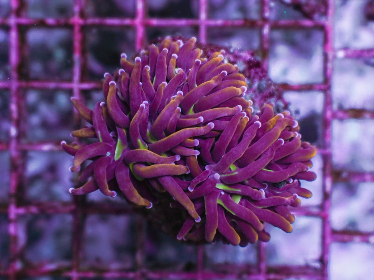 Euphyllia glabrescens (Hellfire) (3 hds.) nf.
