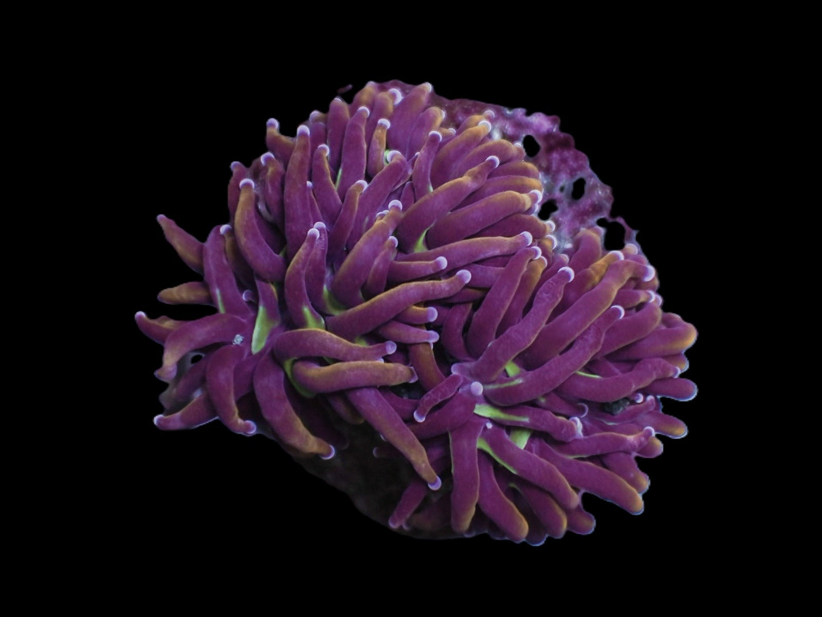 Euphyllia glabrescens (Hellfire)