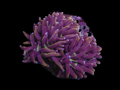 Euphyllia glabrescens (Hellfire)
