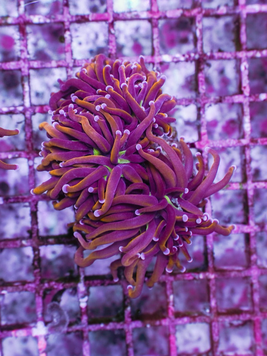 Euphyllia glabrescens (Hellfire) (4 hds.) f.