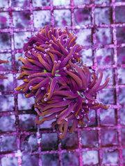 Euphyllia glabrescens (Hellfire) (4 hds.) f.