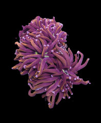 Euphyllia glabrescens (Hellfire)