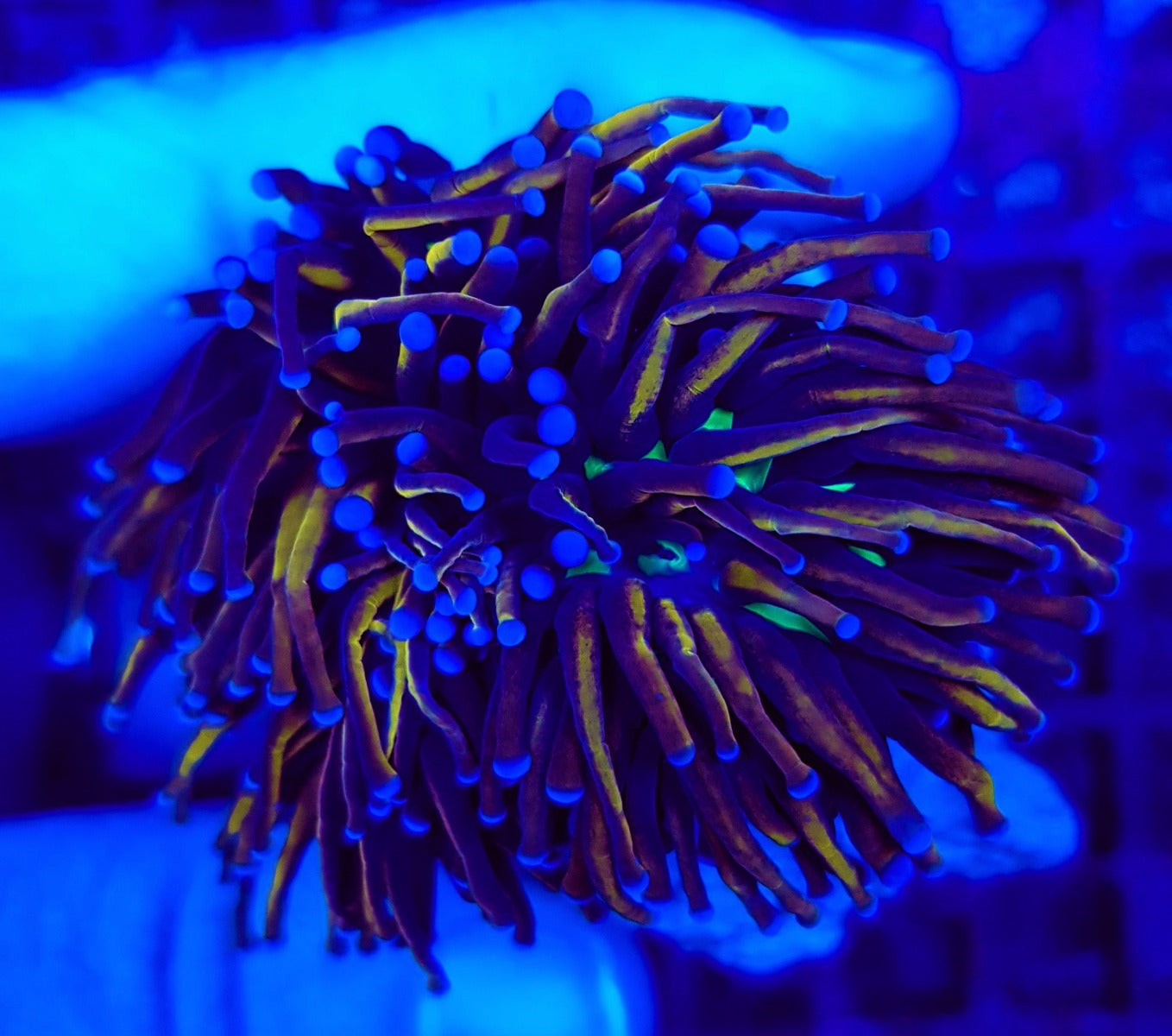 Euphyllia glabrescens (Hellfire) (3 hds.) f.